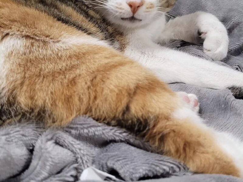 Zaginęła kotka Fruzia