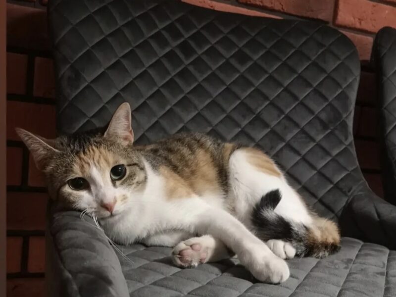 Zaginęła kotka Fruzia