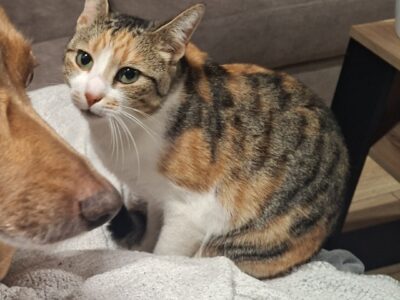 Zaginęła kotka Fruzia