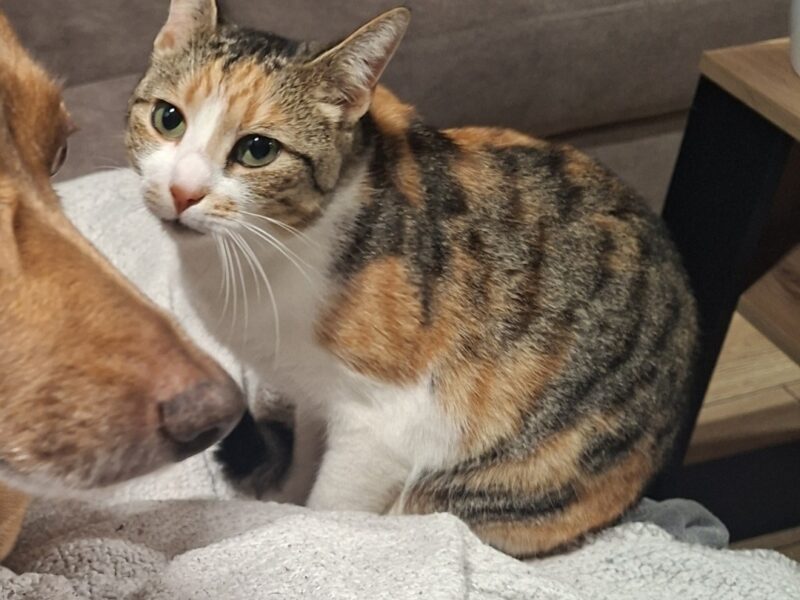 Zaginęła kotka Fruzia