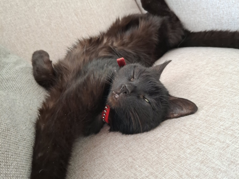 Zaginęła chora kotka Zuzia