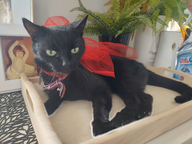 Zaginęła chora kotka Zuzia