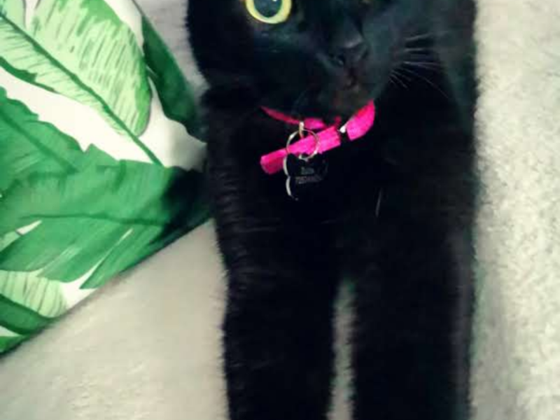 Zaginęła chora kotka Zuzia