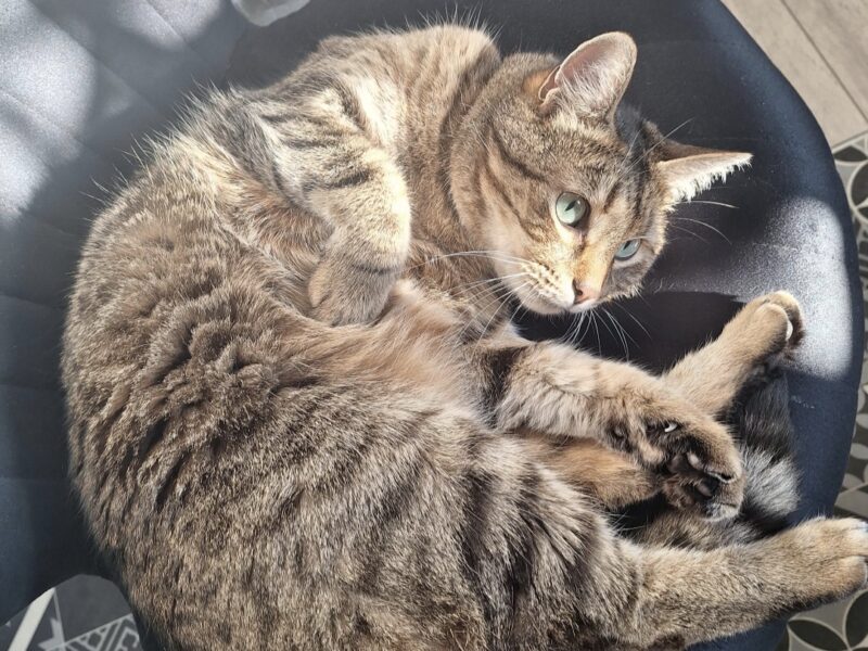 Zaginął kotek Dzinks