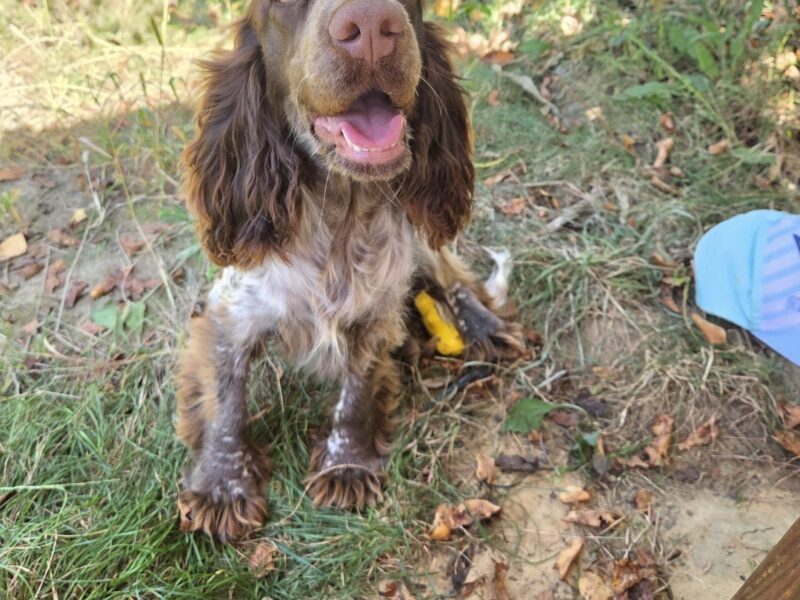 Zaginęła sunia spanielka