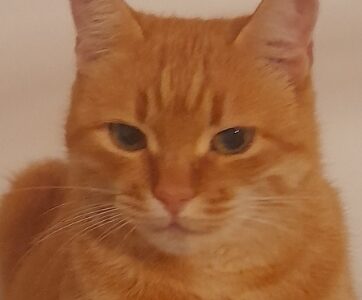 Zaginęła kotka Gafi