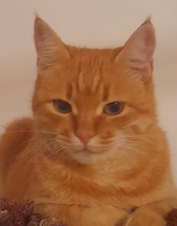 Zaginęła kotka Gafi