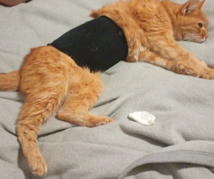 Zaginęła kotka Gafi