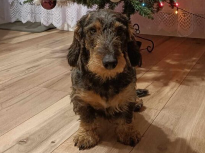 Zaginął Jamnik Floki