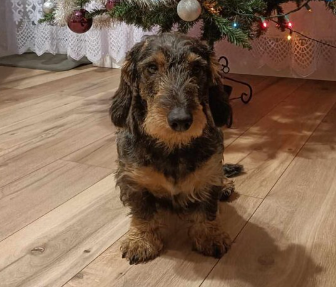 Zaginął Jamnik Floki