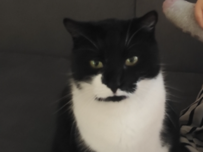 Zaginął kotek Kleksik