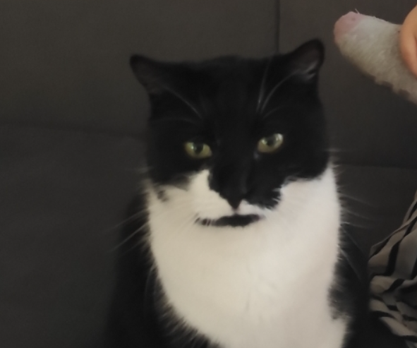 Zaginął kotek Kleksik