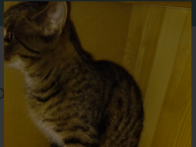 Kicia nie wróciła do domu