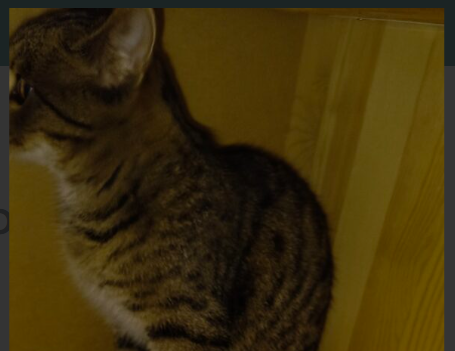 Kicia nie wróciła do domu