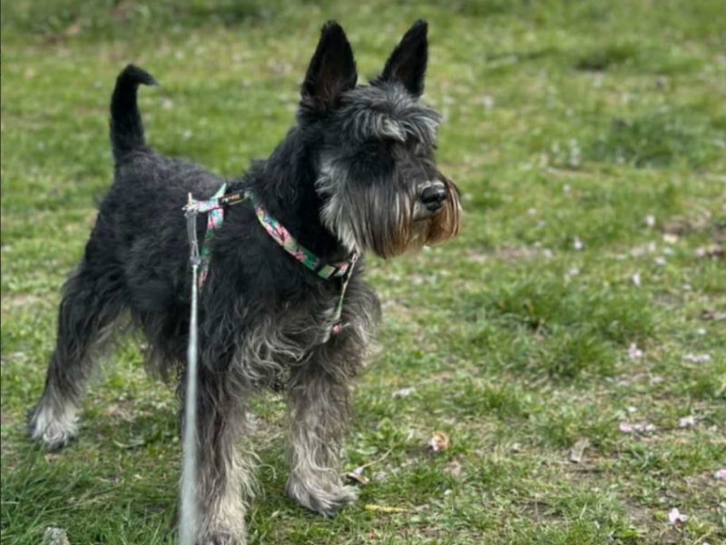 Zaginęła Suczka - Czekarzewice Drugie