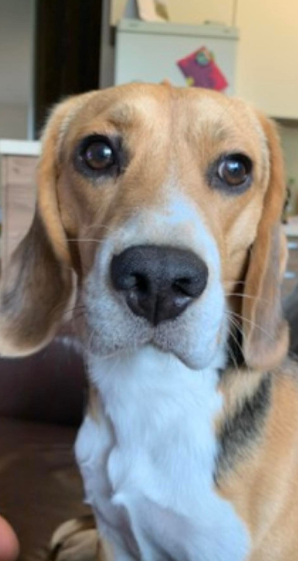 Zaginął Beagle Tofik 08.12.2025