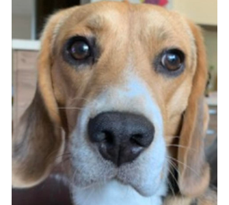 Zaginął Beagle Tofik 08.12.2025