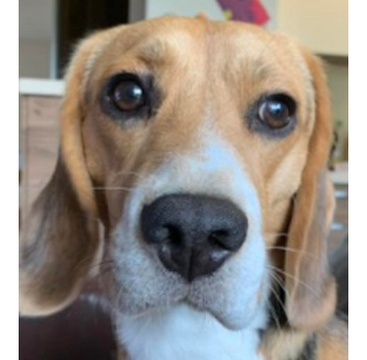 Zaginął Beagle Tofik 08.12.2025