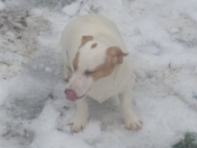 Zaginęła sunia Beza