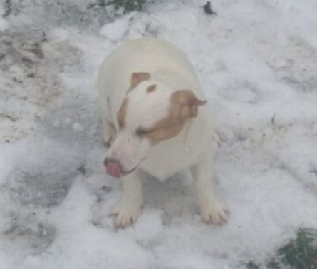 Zaginęła sunia Beza