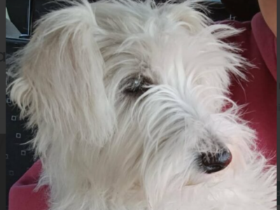 Zaginęła suczka Sznaucer Miniaturka