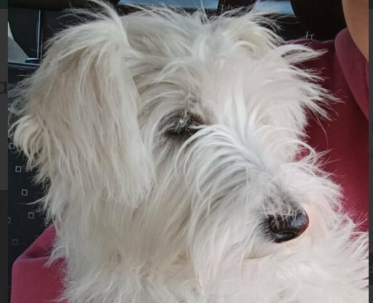 Zaginęła suczka Sznaucer Miniaturka