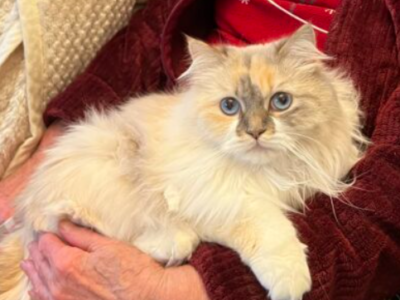 Zaginęła kotka Nala