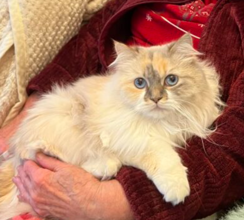 Zaginęła kotka Nala