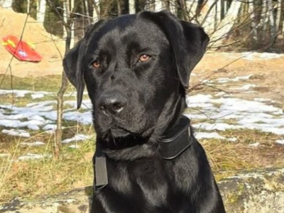 Zaginął Czarny Labrador Kobi