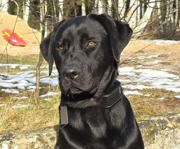 Zaginął Czarny Labrador Kobi