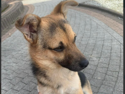 Zaginął mały kundelek Tofik