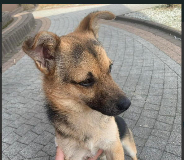 Zaginął mały kundelek Tofik