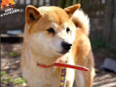 Zaginęła sunia rasy Shiba Inu