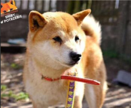 Zaginęła sunia rasy Shiba Inu