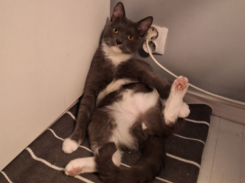 Zaginął kotek Warszawa Mokotów