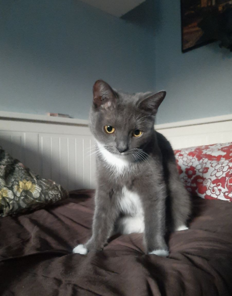 Zaginął kotek Warszawa Mokotów