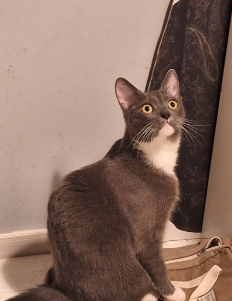 Zaginął kotek Warszawa Mokotów