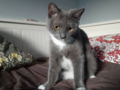 Zaginął kotek Warszawa Mokotów