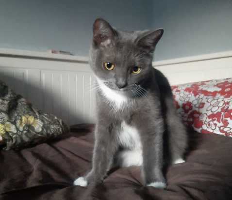 Zaginął kotek Warszawa Mokotów