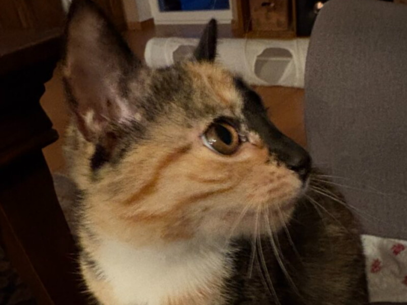 Whisky odnaleziona, czujny sąsiad z drabiną uratował koteckę 👍😍😘