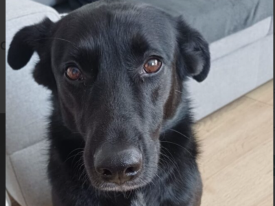 Zaginęła sunia Blanka