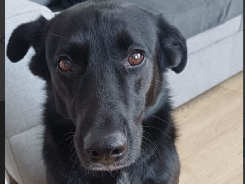 Zaginęła sunia Blanka