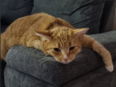 Zaginęła ruda kotka bez ogonka