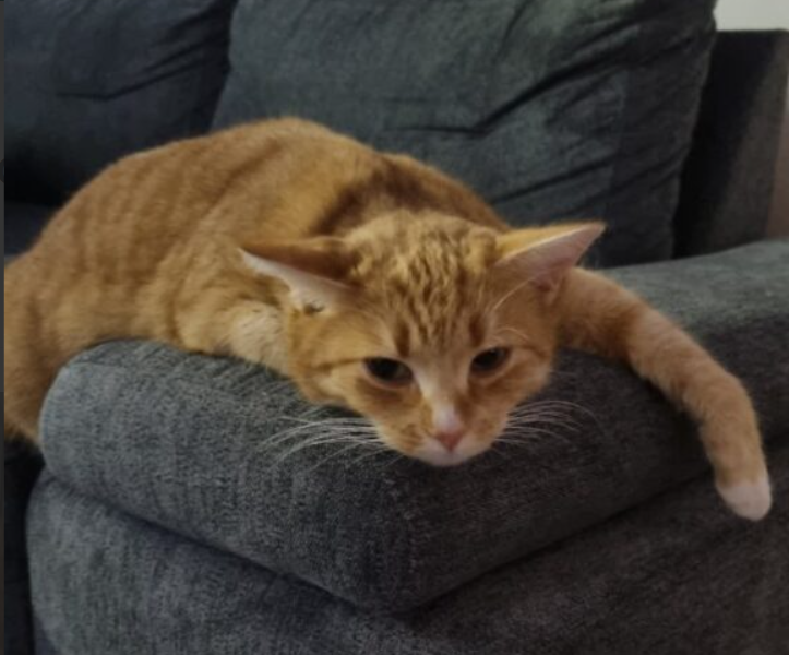 Zaginęła ruda kotka bez ogonka