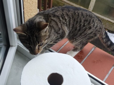 Zaginął kotek 5 miesięczny