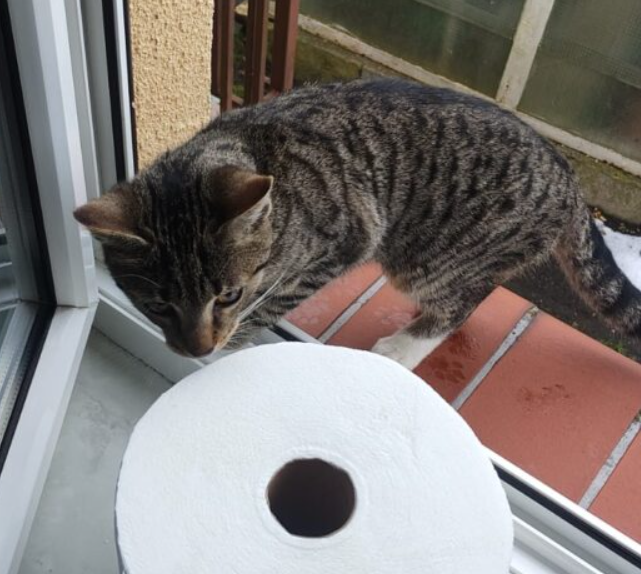 Zaginął kotek 5 miesięczny