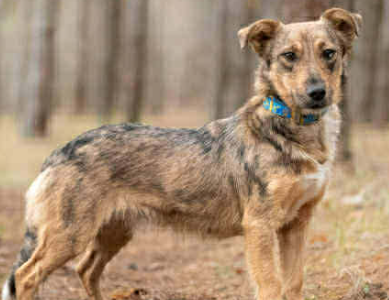 Zaginęła sunia Ala