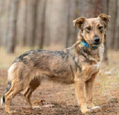 Zaginęła sunia Ala