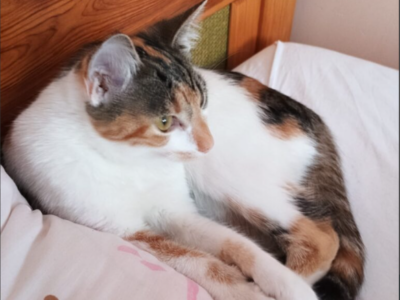 Zaginęła kotka Misia