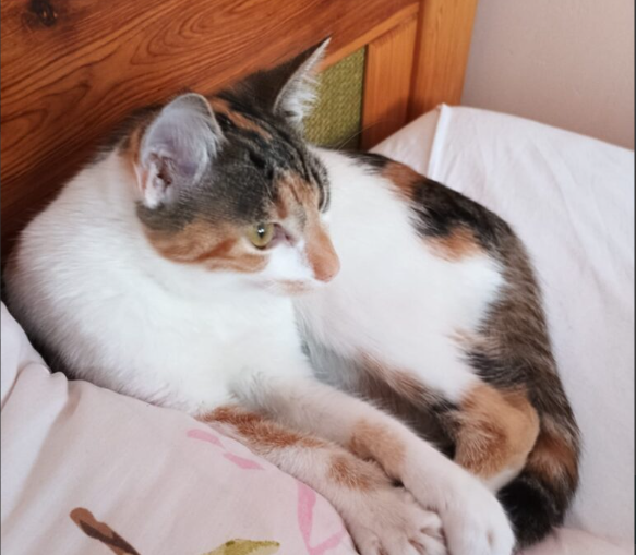 Zaginęła kotka Misia